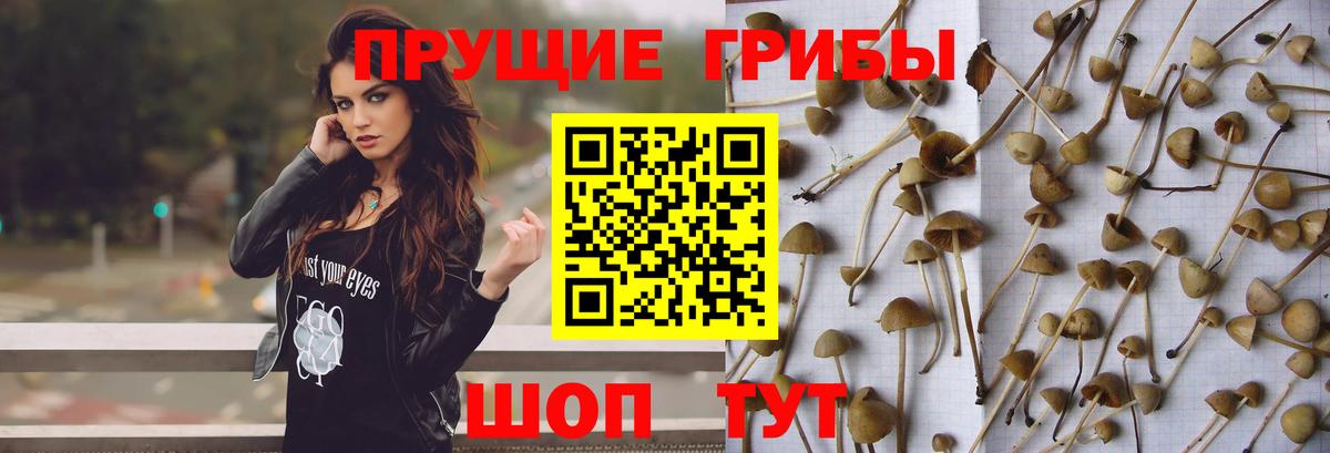 Псилоцибиновые грибы MAGIC MUSHROOMS  Вход с VPN  Курчалой 